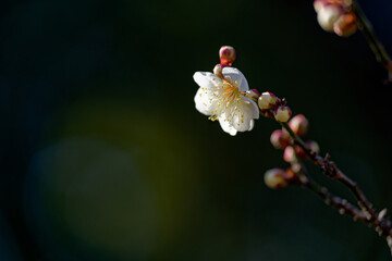 White Plum Blossoms Against Deep Green Background with Left‑Side Copy Space