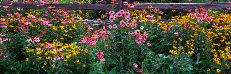 Obraz premium 63821-096.01 Purple Coneflowers (Echinacea purpurea) & Black-eyed Susans (Rudbeckia fulgida 