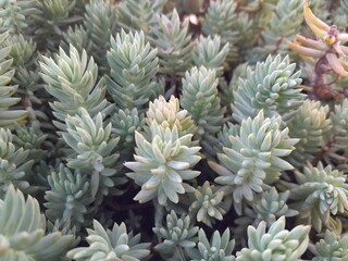 Fototapeta premium Sedum reflexum plant in garden. Blue Spruce Stonecrop botanical garden botany. Sedum sediforme houseplant leaves pattern nature. 