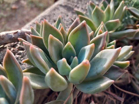 Graptoveria Opalina floral plant in garden. Graptoveria Opalina leaves pattern nature background.  