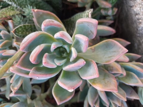 Graptoveria Opalina floral plant in garden. Graptoveria Opalina leaves pattern nature background.  
