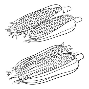 Corn Cob and Popcorn Silhouette Set - Vector Maize Agriculture and Cinema Snack Concept