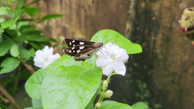 Tropical butterfly feeding on white wildflower blossom. Exotic insect resting atop delicate forest bloom. Vibrant lepidoptera sipping nectar in jungle garden. Colorful winged pollinator perched