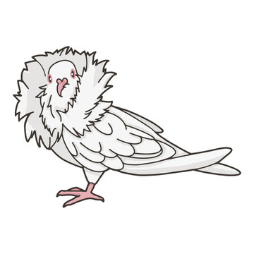 Jacobin pigeon vector illustration isolated on transparent background