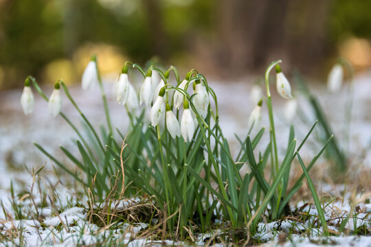 Close-up of common snowdrops (Galanthus nivalis) blooming through melting snow in early April. Beautiful white spring flowers in an Estonian garden with a soft bokeh background.