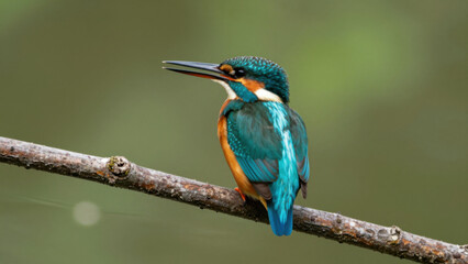 Obraz premium Vibrant Kingfisher Bird Perched On Branch Showcasing Iridescent Blue Green Feathers Against Soft Blurred Natural Backdrop Ideal For Wildlife Nature Photography