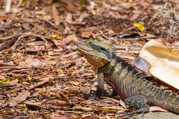Eastern Water Dragon (Intellagama lesueurii) on ground sitting up on yellow palm frond displaying it's spiny crests closeup