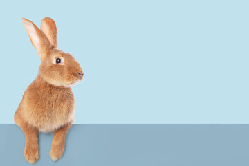 Obraz premium Cute fluffy rabbit behind banner against light blue background