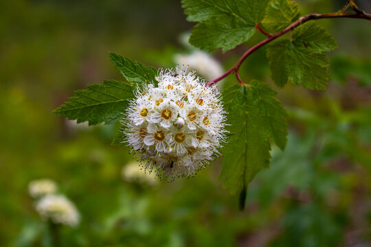 Close-up of Pacific ninebark flowers with blurred background.