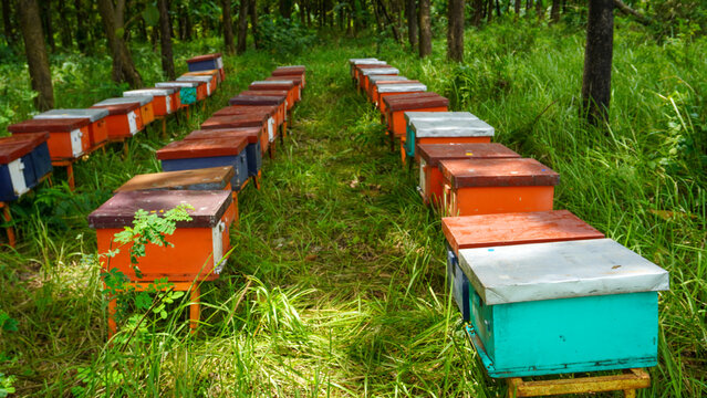 Honey bee farming using a large number of wooden boxes placed in the forest or garden under trees. A honey bee (also spelled honeybee) is a eusocial flying insect within the genus Apis of the bee.