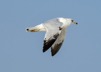 Ring-billed Gull in flight over Malquite Beach near Corpus Christi In Texas