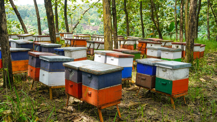 Honey bee farming using a large number of wooden boxes placed in the forest or garden under trees. A honey bee (also spelled honeybee) is a eusocial flying insect within the genus Apis of the bee.