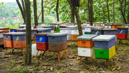 Honey bee farming using a large number of wooden boxes placed in the forest or garden under trees. A honey bee (also spelled honeybee) is a eusocial flying insect within the genus Apis of the bee.