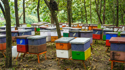 Honey bee farming using a large number of wooden boxes placed in the forest or garden under trees. A honey bee (also spelled honeybee) is a eusocial flying insect within the genus Apis of the bee.