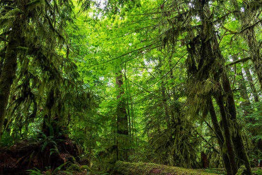 Deep green forest with ferns and ancient mossy trees in Cathedral Grove, MacMillian Park, BC.