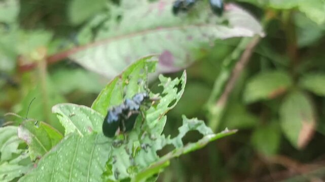 Macro photo of fauna Flea Beetle. (Altica sp) on a leaf with a blurred background