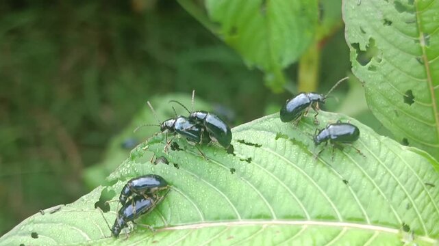 Macro photo of fauna Flea Beetle. (Altica sp) on a leaf with a blurred background