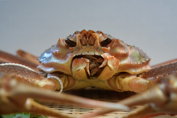 兵庫県浜坂産の活松葉ガニのアップ