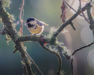 Coal Tits, Periparus ater, perched at Humford Woods, Northumberland, February 2026.  © Neil_Benison_Photos