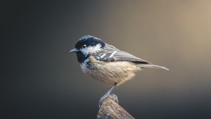 Coal Tits, Periparus ater, perched at Humford Woods, Northumberland, February 2026.  © Neil_Benison_Photos