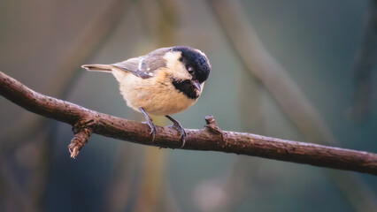 Coal Tits, Periparus ater, perched at Humford Woods, Northumberland, February 2026.  © Neil_Benison_Photos