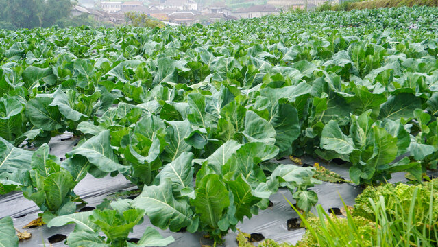 Cabbage, comprising several cultivars of Brassica oleracea, is a leafy green, red (purple), or white (pale green) biennial plant grown as an annual vegetable crop for its dense-leaved heads. 