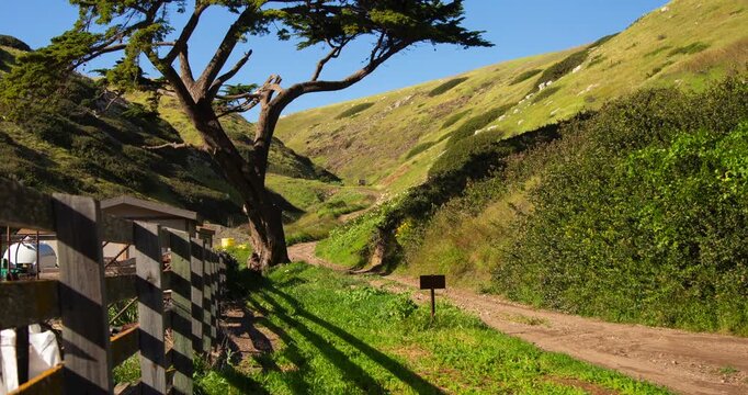 Tree, fence, rolling green hills and windy path on Santa Cruz Island Channel Islands National Park California
