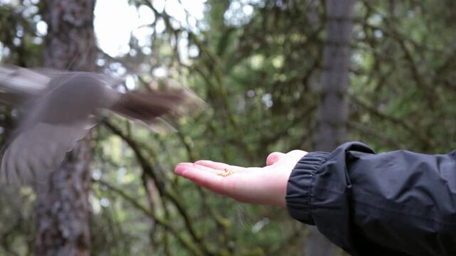 A curious white Canada jay lands gently on an extended hand, picks up crumbs, and flies away. Slow motion captures the birds natural feeding behavior in a snowy alpine environment.