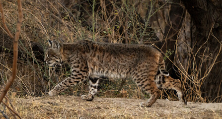 Bobcat Attempts To Blend Into Surroundings