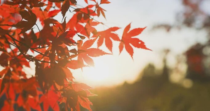 紅葉のアップ 揺れる秋の葉 自然背景 クローズアップ　スローモーション