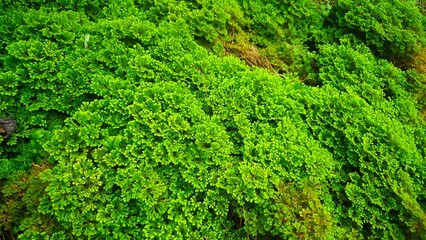 Obraz premium Lush Green Spikemoss Fern Texture in Tropical Garden Background.