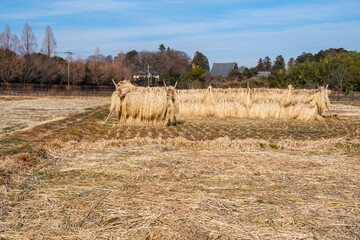 田んぼの藁