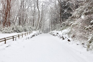 雪降る森の道　冬景色