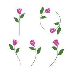 Pink Rose Flower Vector Collection