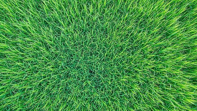 Closeup view of lush green grass blades growing densely together outdoors in a natural setting  fresh lawn texture