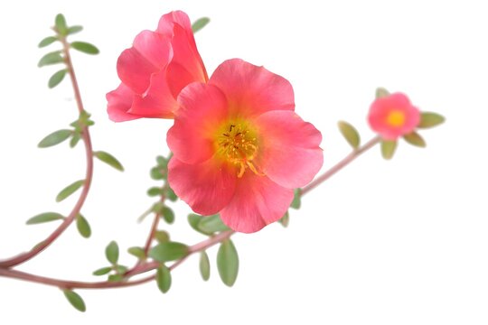 Pink Portulaca Flower (Krokot) Isolated on White Background, Close Up Bloom with Copy Space
