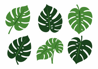 Set of diverse green Monstera deliciosa leaves in flat vector style on white background, perfect for tropical designs, botanical illustrations, and nature-inspired decor. © Nafa Project