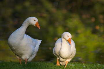 Obraz premium White geese on meadow