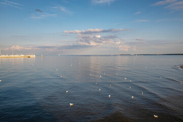 Ptaki siedzące na wodzie nad morzem - widok na morze © Anna