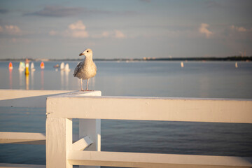 Ptak rybitwa siedzący na drewnianej barierce z widokiem na morze Bałtyckie © Anna