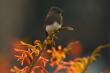 Black phoebe resting on flowers  © Christine