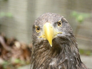 Naklejka premium portrait of a eagle