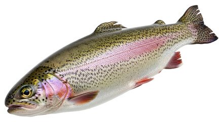 Obraz premium Fresh Rainbow Trout Isolated on White Background Studio Shot