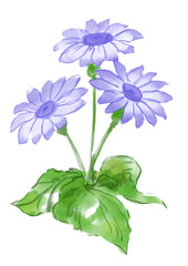 咲き誇る紫のサイネリアの花の手描きの水彩イラスト(透過PNG)