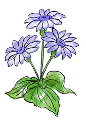 咲き誇る紫のサイネリアの花の手描きの線画と水彩イラスト(透過PNG)