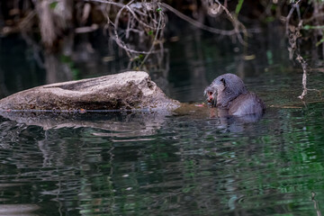 Smooth fur The tip of the tail is clearly flat. The hairs above the nose are straight lines, mouth, cheeks, lower neck and upper chest are yellowish white. The upper part of the body is dark brown.