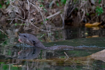 Smooth fur The tip of the tail is clearly flat. The hairs above the nose are straight lines, mouth, cheeks, lower neck and upper chest are yellowish white. The upper part of the body is dark brown.