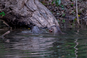 Smooth fur The tip of the tail is clearly flat. The hairs above the nose are straight lines, mouth, cheeks, lower neck and upper chest are yellowish white. The upper part of the body is dark brown.