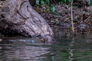 Smooth fur The tip of the tail is clearly flat. The hairs above the nose are straight lines, mouth, cheeks, lower neck and upper chest are yellowish white. The upper part of the body is dark brown.