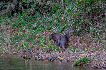 Smooth fur The tip of the tail is clearly flat. The hairs above the nose are straight lines, mouth, cheeks, lower neck and upper chest are yellowish white. The upper part of the body is dark brown.